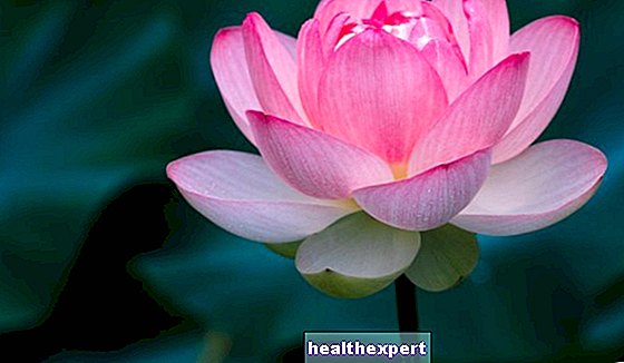 Kwiat lotosu: symbolika i znaczenie kwiatu odrodzenia - Miłość-E-Psychologia