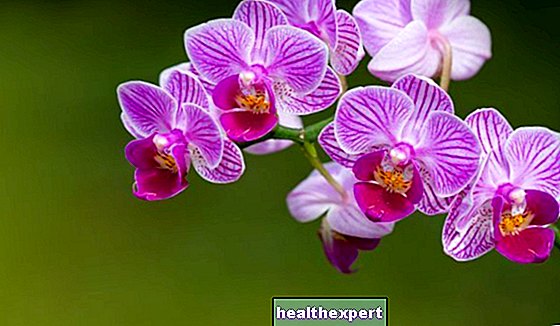 Орхидея: значението на цветния символ на елегантност - Любов-Е-Психология