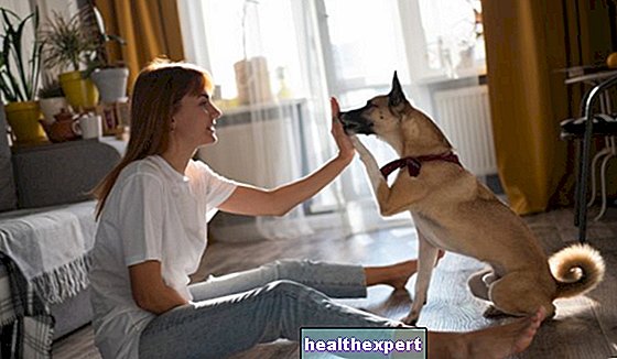 Strach zo psov: príčiny a nápravné opatrenia pre detskú a dospelú cynofóbiu - Láska-E-Psychológia