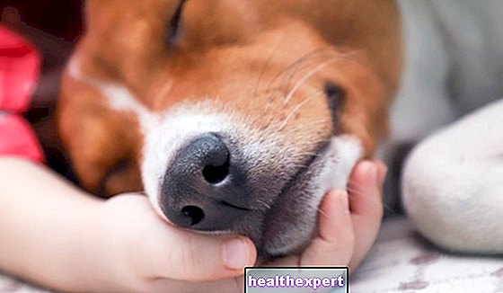 Kæledyrsterapi: hvad det er, og hvad er fordelene ved terapi med dyr