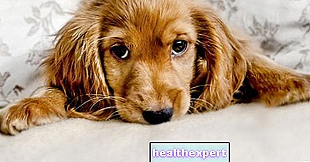Kutyákról álmodni - jelentés és lehetséges értelmezések - Szerelem-E-Pszichológia