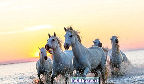 Unelma hevosista - merkitykset ja tulkinnat - Rakkaus-E-Psykologia