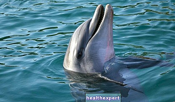 Снятся дельфины - значение и толкования
