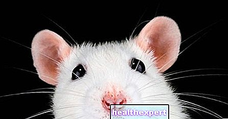 Memimpikan tikus - apa arti psikologisnya? - Cinta-E-Psychology