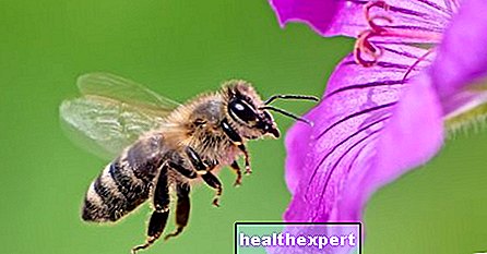 ミツバチを夢見る-心理的な意味は何ですか？
