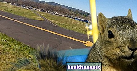 Ich will auch fliegen! Ein Eichhörnchen stiehlt ein Flugzeug und flitzt wie ein echter Pilot durch den Himmel - Wirklichkeit