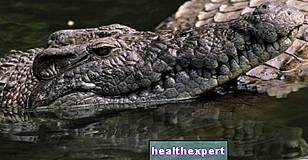 Krokodilas Australijoje sugauna 12-metį