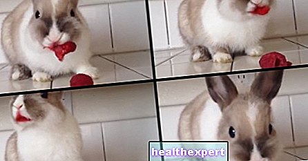 Video / Good raspberry ... the rabbit who tasted a raspberry like no one ever! - Actuality