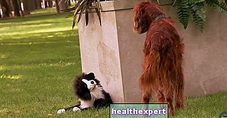 Video / The jokes? They are not only made to humans ... these dogs are proof of that!