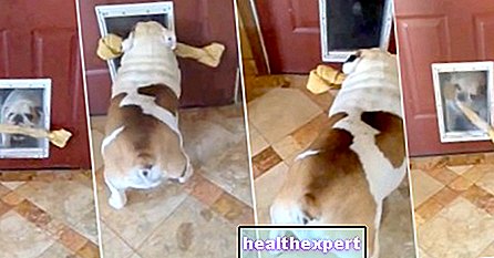 Aktualitás - Videó / Nézd, ahogy ez a kutya hatalmas csontjával próbál menekülni az ajtón, de nem tud átjutni!