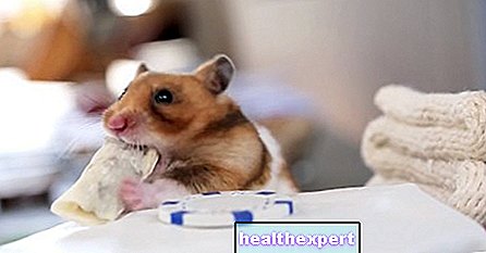 Video / Miniburrito hamsterille: rakkaus ilmaistaan ​​myös tällä tavalla