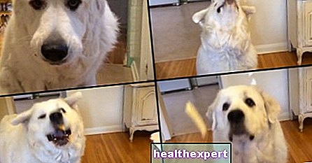 Video / Lær at gribe kibble i fluen ... selv for en hund kan det være svært!