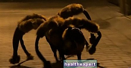 Video / Jättiläinen hämähäkkihyökkäys ... joka saa sinut kuolemaan nauruun - Todellisuus