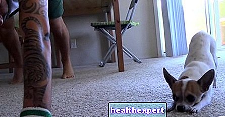 Video / Pancho, chihuahua yang bersantai dengan melakukan yoga