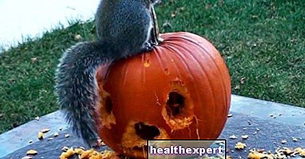 Video / Kõik tähistavad Halloweeni: isegi see orav nikerdab oma kõrvitsa - Tegelikkus