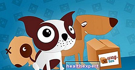 WagBox, az új meglepetés készlet kutyáknak