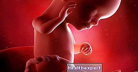 16. Schwangerschaftswoche für Mama und Baby - 4. Schwangerschaftsmonat - Elternschaft