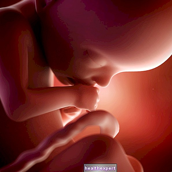 Anne ve bebek için hamileliğin 22. haftası - hamileliğin 5. ayı
