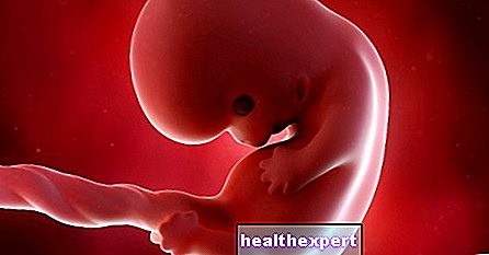 8: e graviditetsveckan för mamma och baby - 2: a graviditetsmånaden
