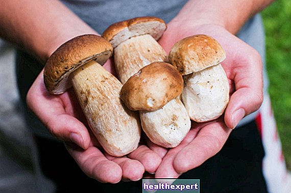 Os cogumelos da amamentação são perigosos? Vamos fazer um balanço.