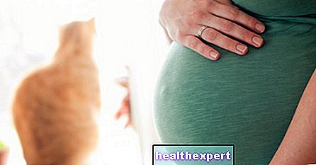 톡소플라스마증: 임신의 증상과 아기에 대한 위험