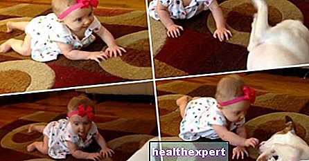 Video / A crawl lesson ... from the house dog!
