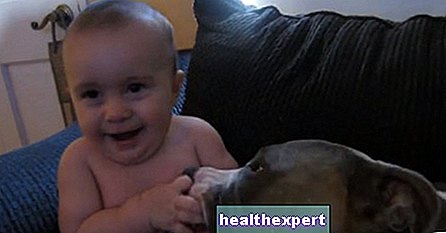 Video / Knuffels en kusjes: de tederheid tussen een kind en zijn pitbull ... ongelooflijk!