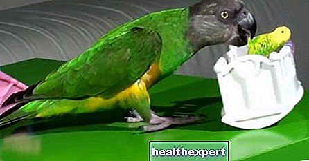 Video / The parrot who trains to be the perfect mom! - Parenthood