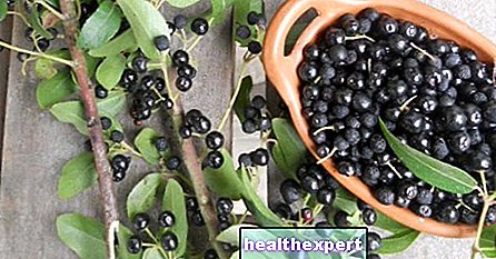 Maqui bogyók: fedezze fel ennek a tipikus dél -amerikai gyümölcsnek a tulajdonságait és előnyeit