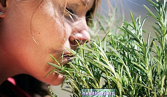 Rosemary infusion: recipes with this very precious aromatic herb that cannot be missing in your garden