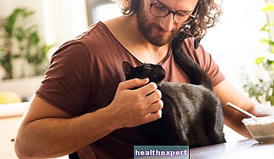 Dieta BARF pro kočky: co to je, výhody a nevýhody
