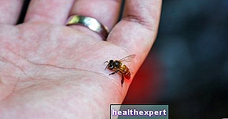 Uhryznutie hmyzom: charakteristiky, hlavné príznaky a nápravné opatrenia