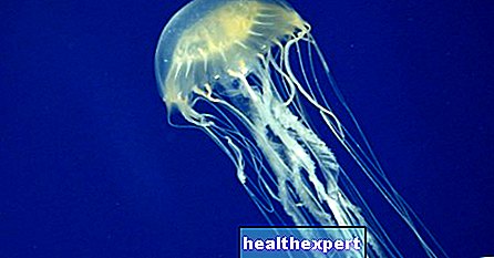 Ужилване на медуза: какво да правя? Терапия за деца и възрастни