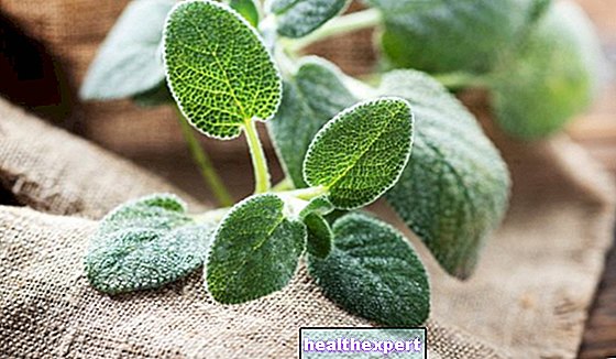 Градински чай: свойства и ползи от лечебното растение par excellence - Във Форма