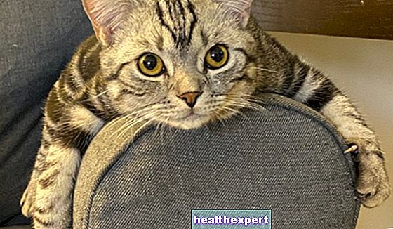 Tungau kucing: penyakit serius untuk teman berkaki 4 Anda