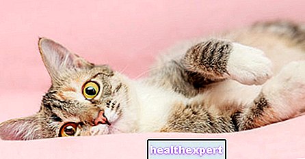 Hochwertiges Katzenfutter: So füttern Sie Ihren Vierbeiner richtig - Lebensstil