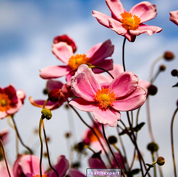 Anemone: krāsains un viegli audzējams pavasara zieds
