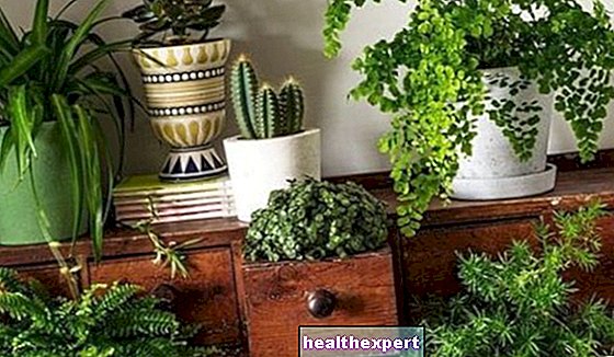 Mobilați cu plante: descoperiți cele mai potrivite tipuri pentru fiecare mediu! - Mod De Viata