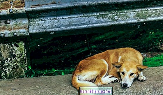 Anjing terlantar: bagaimana membuat diri Anda berguna jika Anda bertemu dengannya di jalan