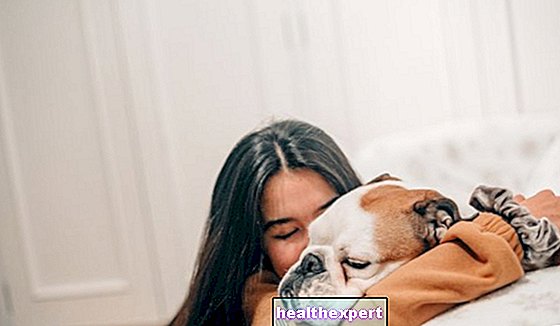 Домашни кучета: най -добрите породи, от които да избирате! - Начин На Живот