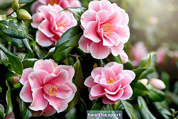 कमीलया की विशेषताएं, देखभाल और खेती, बगीचों और गमलों के लिए एक फूल वाला पौधा। - बॉलीवुड