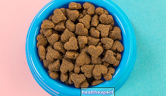 Cat Food 2019: The best wet food for your cat