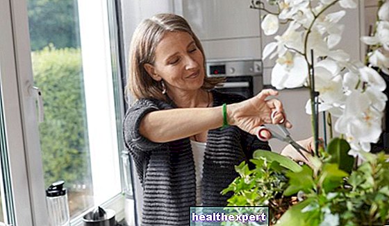 איך להשקות סחלבים: צמח אלגנטי המושלם לגינה או לדירה שלכם