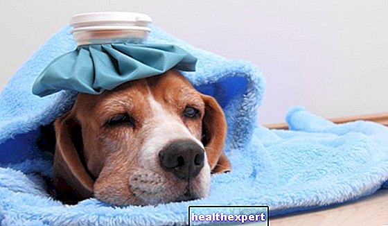Kako ugotoviti, ali ima vaš pes vročino: kakšni so simptomi in kako izmeriti temperaturo