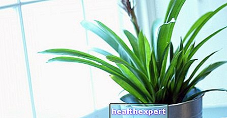 Ako sa starať o izbové rastliny?
