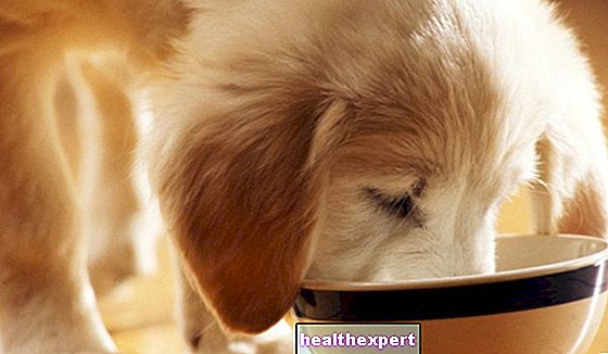 Elämäntapa - Kotikoiran ruokavalio: mikä on parempi nelijalkaiselle ystävällesi syödä?