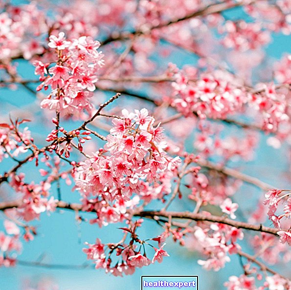 Черешовите цветове - затова са толкова обичани в Япония