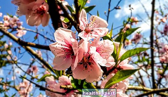 Άνθη ροδάκινου: οι εικόνες και η ιστορία των λουλουδιών με μια λεπτή και συναρπαστική ομορφιά και η καλλιέργεια των ροδάκινων