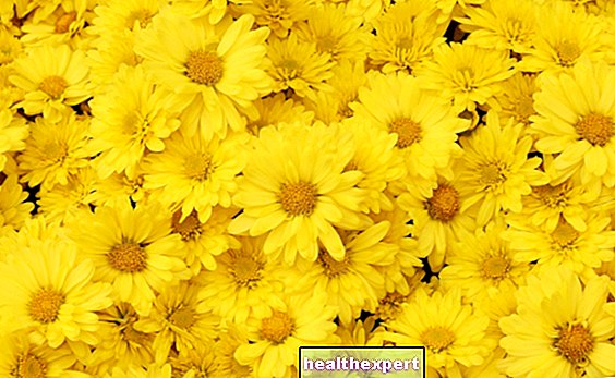 Żółte kwiaty: nazwy i cechy najbardziej słonecznych odmian w przyrodzie