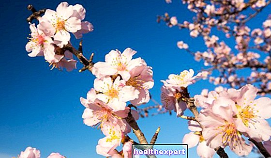 Bahar Çiçekleri: En renkli mevsimde yetiştirilmesi kolay olan tüm bitkiler - Yaşam Tarzı